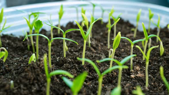 Plants from seeds with Seedling Heat Mat